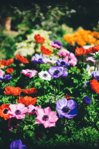 Plants