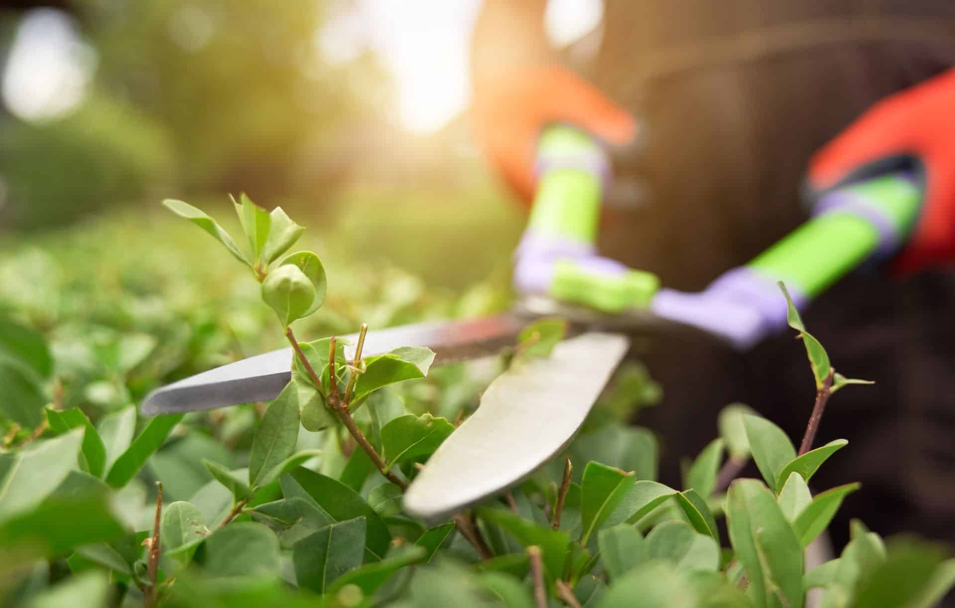 Gardening Services Hedge Trimming